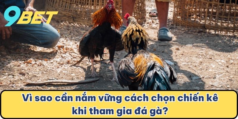  Vì sao cần nắm vững cách chọn chiến kê khi tham gia đá gà?
